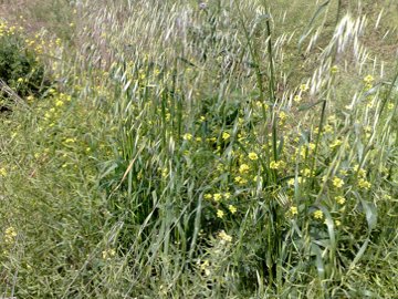 Avena selvatica?